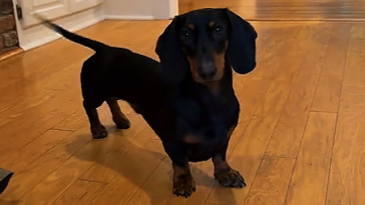 WOMAN DIDN'T WANT THIS PUPPY, BUT THIS WIENER DOG BECAME HER EVERYTHING! 🐾