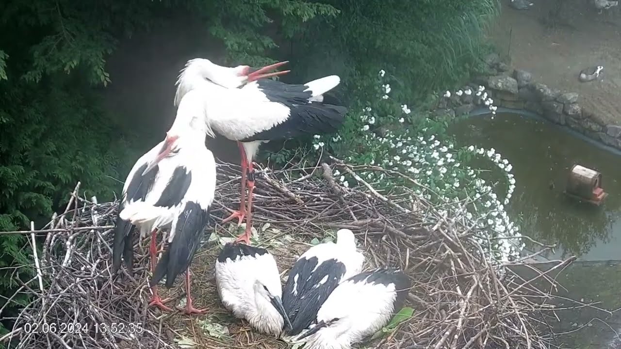 Live: Storchennest Heddesheim (02.06.2024 II)