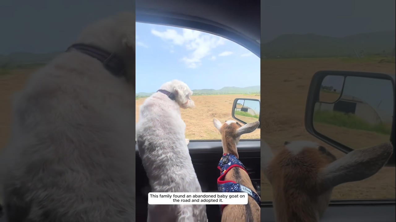 This family found an abandoned baby goat on the road and adopted it.