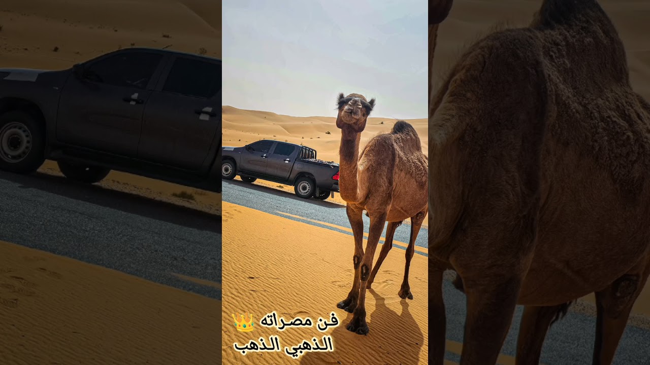 فن مطريشي جديد 2 عادل ابوشرود