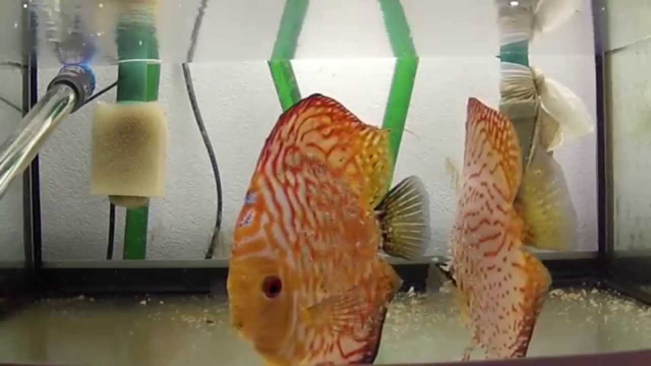 Diskus Zucht, Jungfische