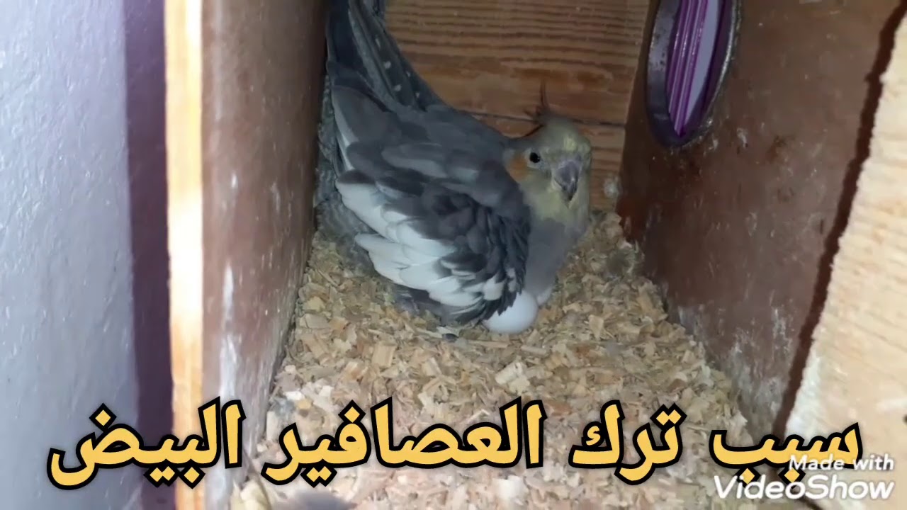 اسباب ترك العصافير البيض وهجر العش والبياضة