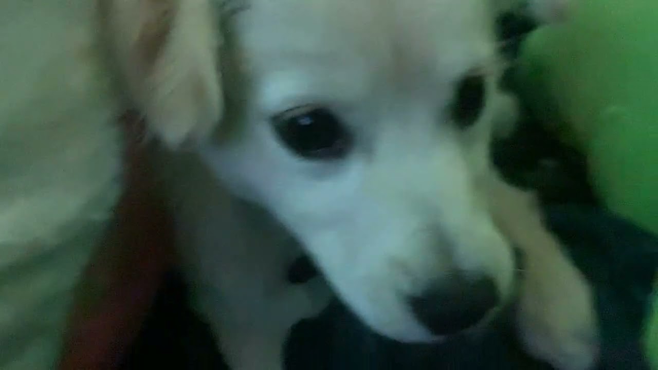 Mi perro esta LOCOOOO jajjaja