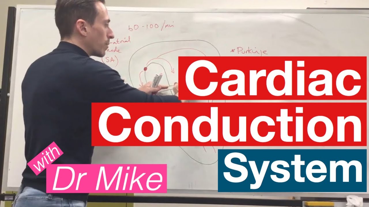 Cardiac Conduction System | Cardiology