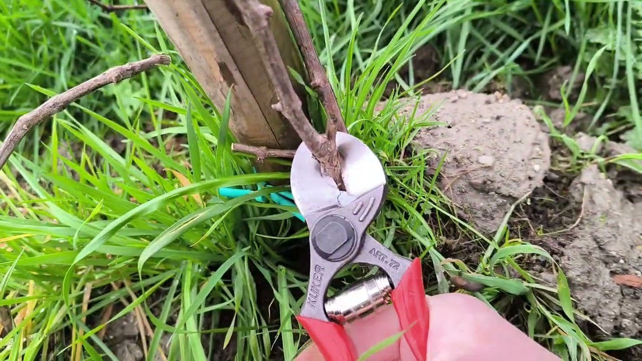 Pergola, tăierea viței de vie anul 1/2 la sistemul Pergola
