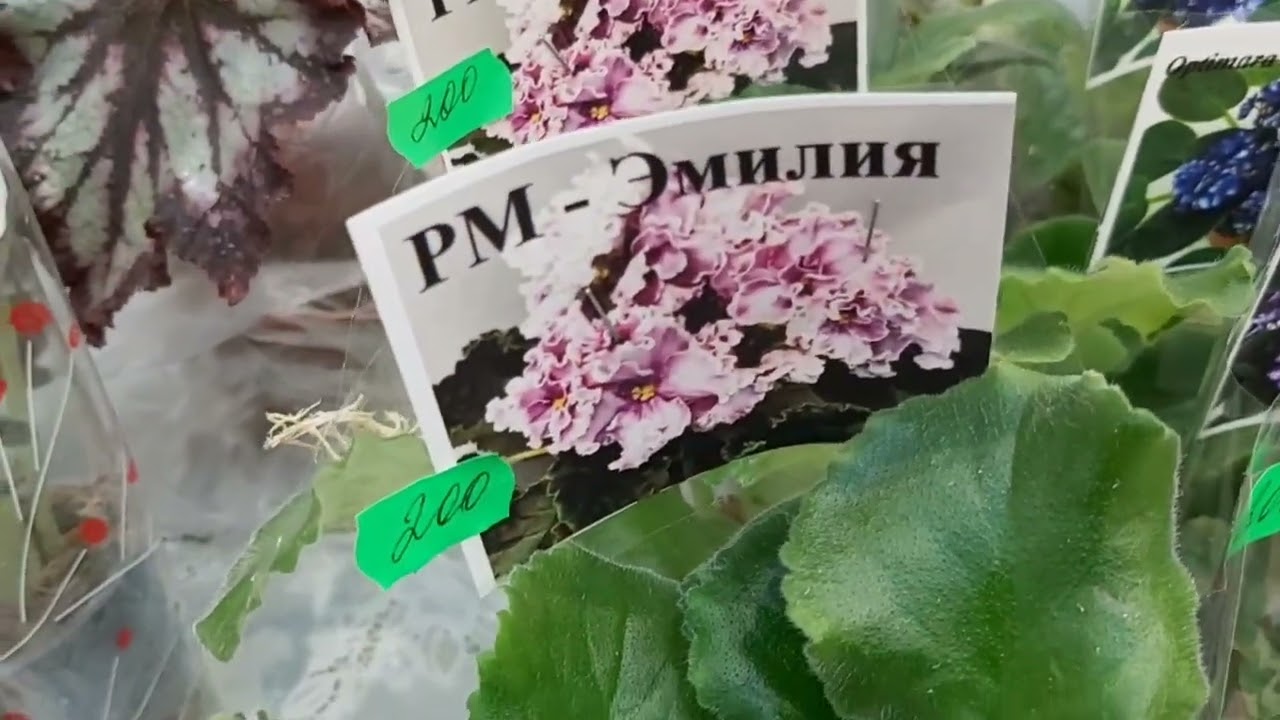 Фиалочки в Казани. 29.11.2024г.