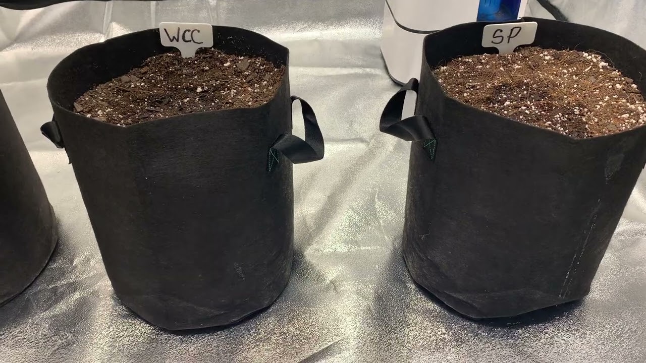 420 FastBuds Lemon Pie Auto | Strawberry Pie Auto | Wedding Cheesecake Auto. Seed to Harvest Ep 1