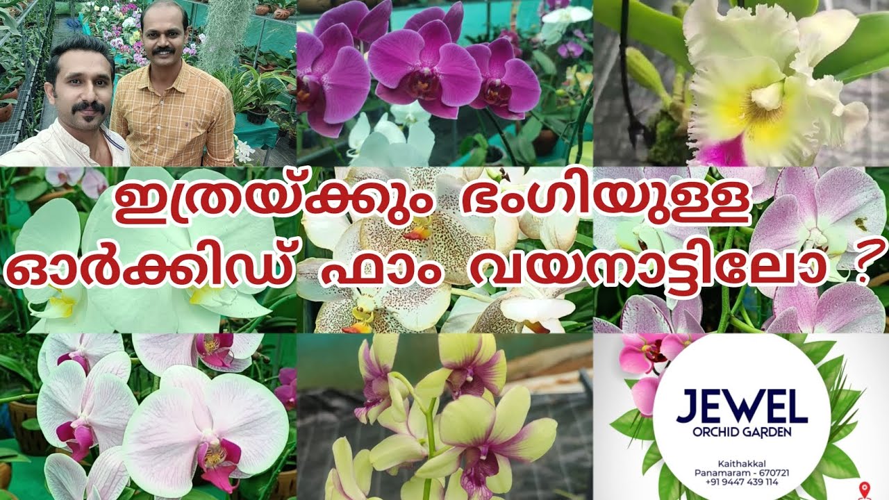 ഇത്രയ്ക്കും ഭംഗിയുള്ള ഓർക്കിഡ് ഫാം വയനാട്ടിലോ ? Such a beautiful orchid farm in Wayanad || #orchid
