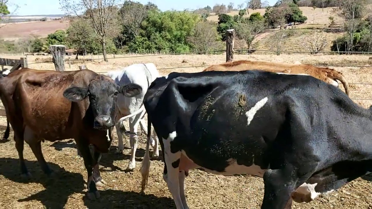 Confinamento de Vacas do nosso Amigo Wagner.