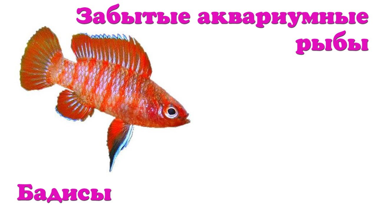 Бадисы - Забытые аквариумные рыбы