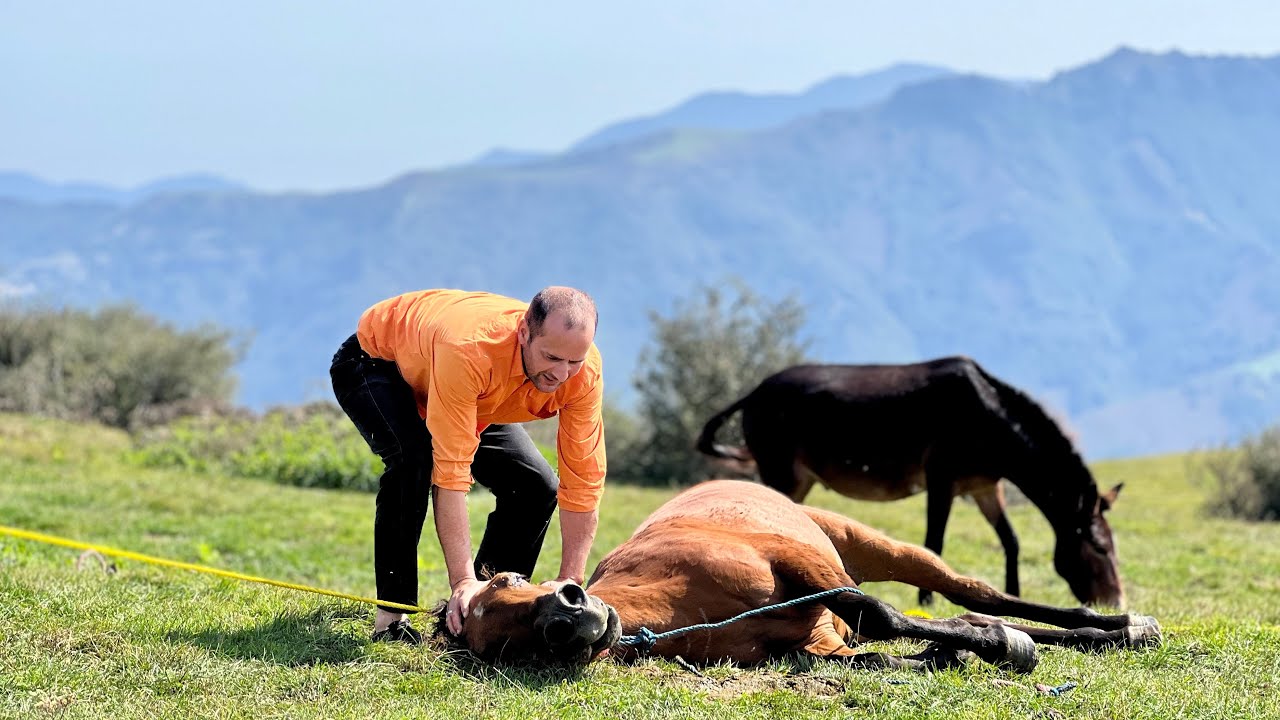 Timely Rescue of a Horse by Nomadic Family in the Mountains of Northern Iran