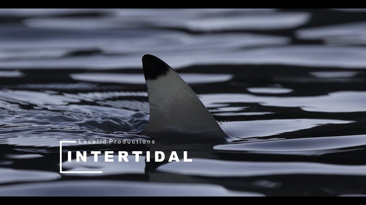 Intertidal: Blacktip Reef Sharks