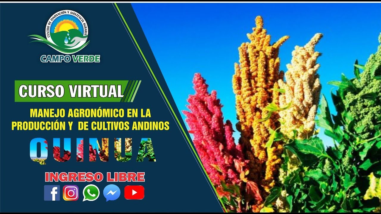 ✅ CURSO VIRTUAL: “MANEJO AGRONÓMICO EN LA PRODUCCIÓN DE CULTIVOS ANDINOS – QUINUA”