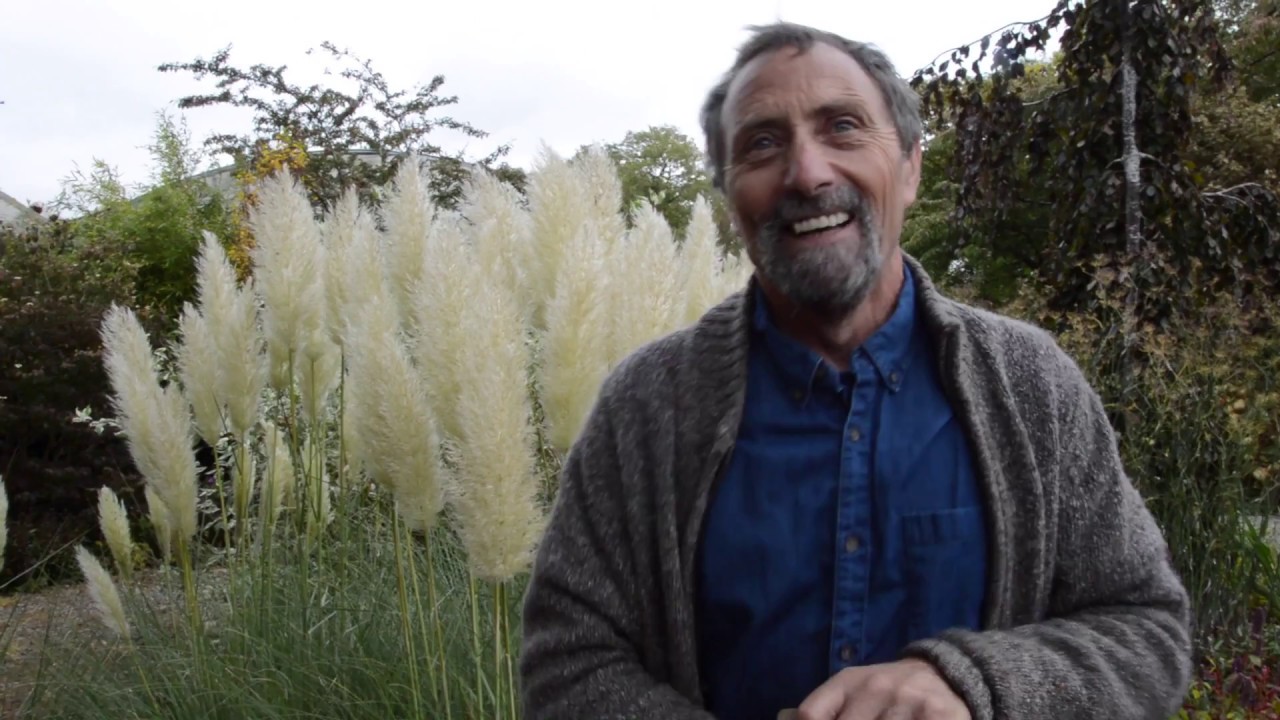 Pampas Grass Malfunction!