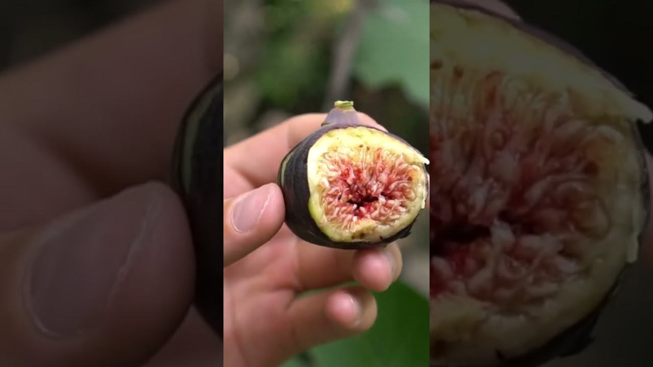 1st Fig 1st Bite in my edible garden #ytshorts #ediblegarden #viral #subscribe #food #harvesting