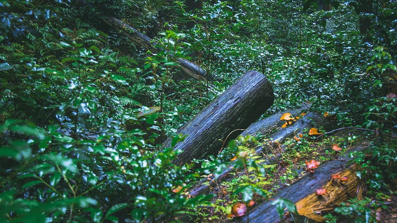 Unbelievable Rain Forest Sound! Get Ready for 1 Hour of Relaxation...
