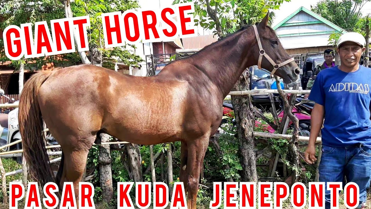 KUDA RAKSASA JANTAN ASLI KUDA JUMBO SUPER | PASAR KUDA PART 136