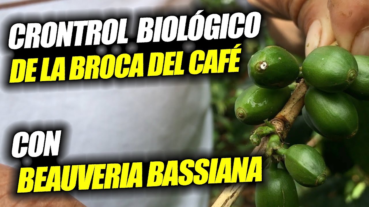 CONTROL DE  BROCA DEL CAFÉ CON Beauveria bassiana