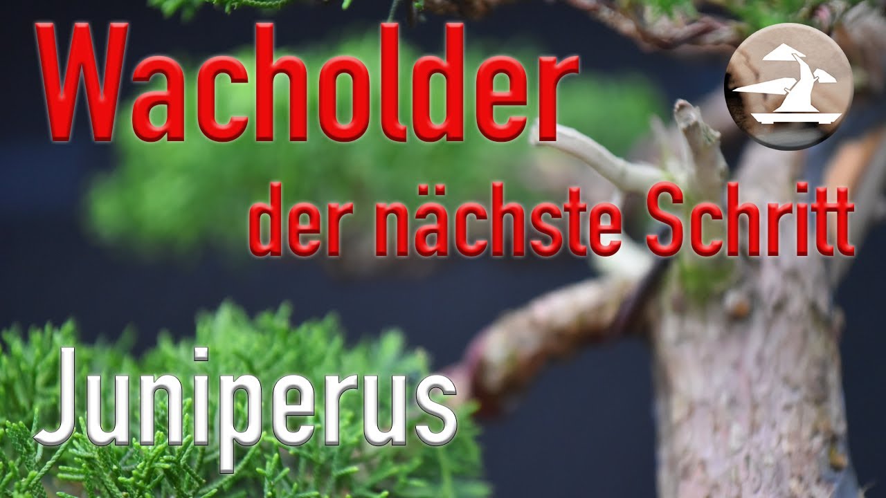 Wacholder weiterentwickeln! Wie ein falscher Ehrgeiz, einem einen Strich durch die Rechnung macht!