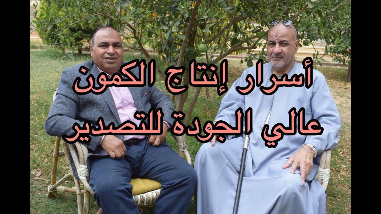 زراعة الكمون المربحة: كيف تحصد إنتاجاً وفيراً للتصدير؟