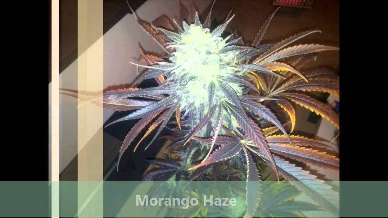 grow shop bogota iphone