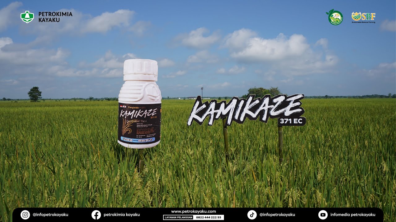 GEBYAR DEMPLOT SUSTAINABLE BALANCE FARMING (SBF) DI BOJONEGORO, JAWA TIMUR