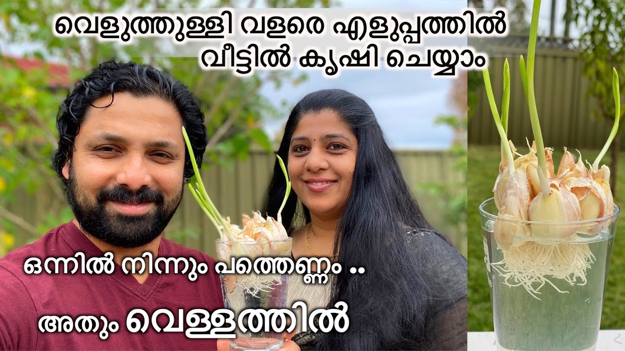 വെളുത്തുള്ളി വെള്ളത്തിൽ മുളപ്പിച്ചെടുത്തു നടാൻ വളരെ എളുപ്പമാണ്~How to grow garlic at home~Kerala