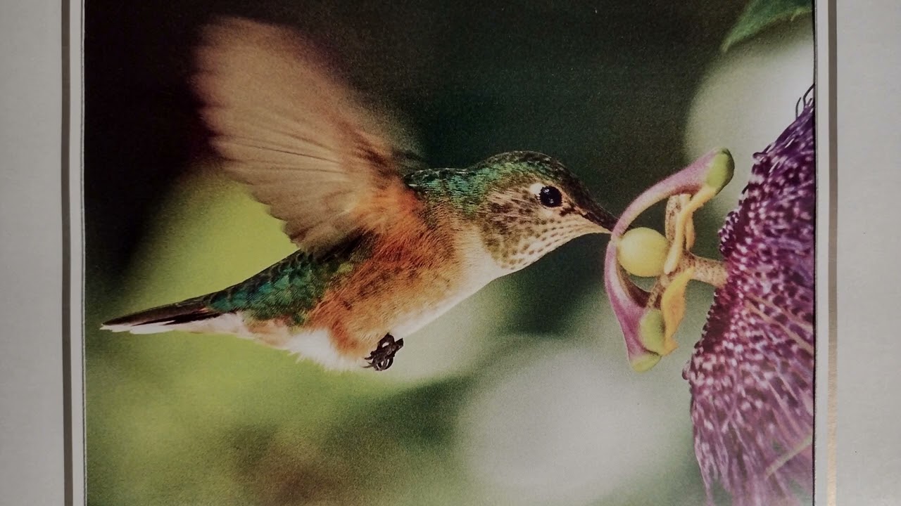 Kolibri