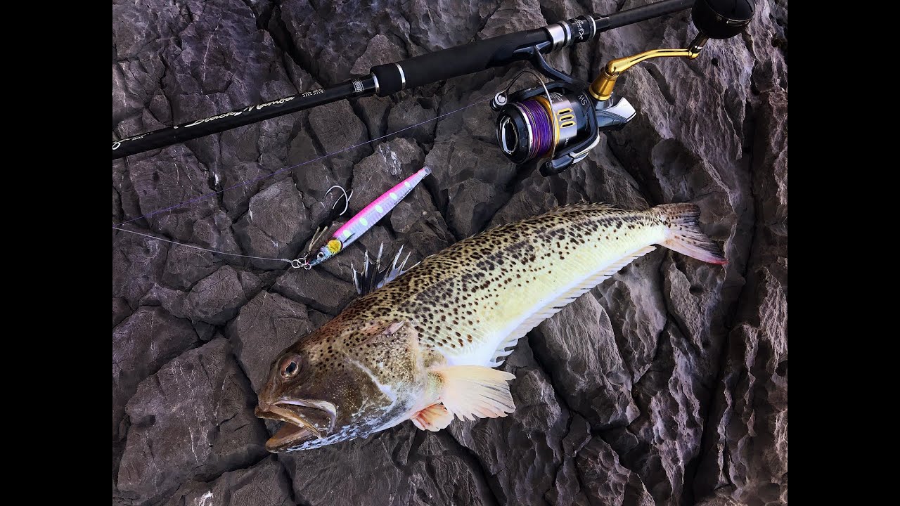 Shore Jigging  - MONSTER Weever (Morski Pauk)