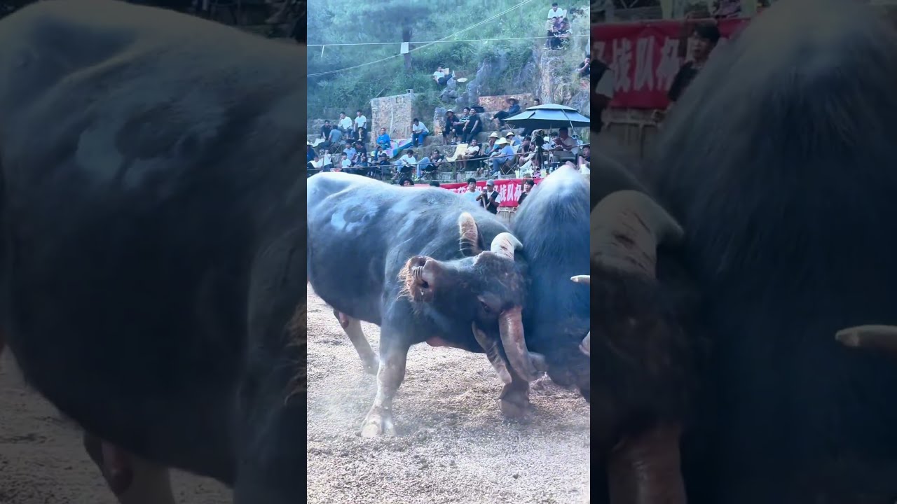 An epic clash! Massive buffaloes lock horns in a dramatic battle of strength! 🐂💥