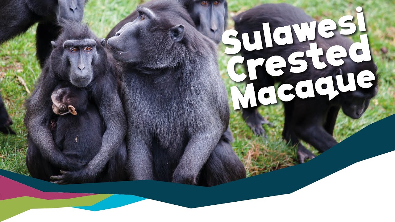 Keeper Talk - Sulawesi Crested Black Macaques