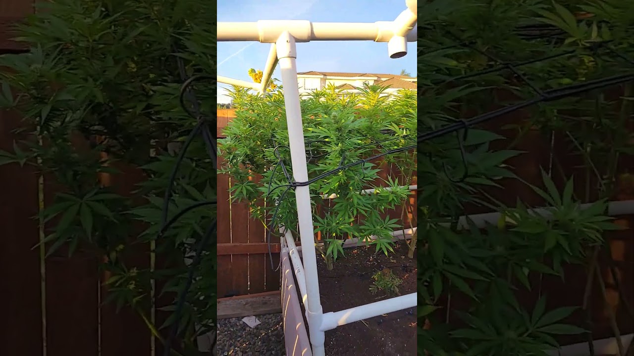outdoor Cannabis glookies flowering week 3, large colas starting. glookies Grandaddy purple organic