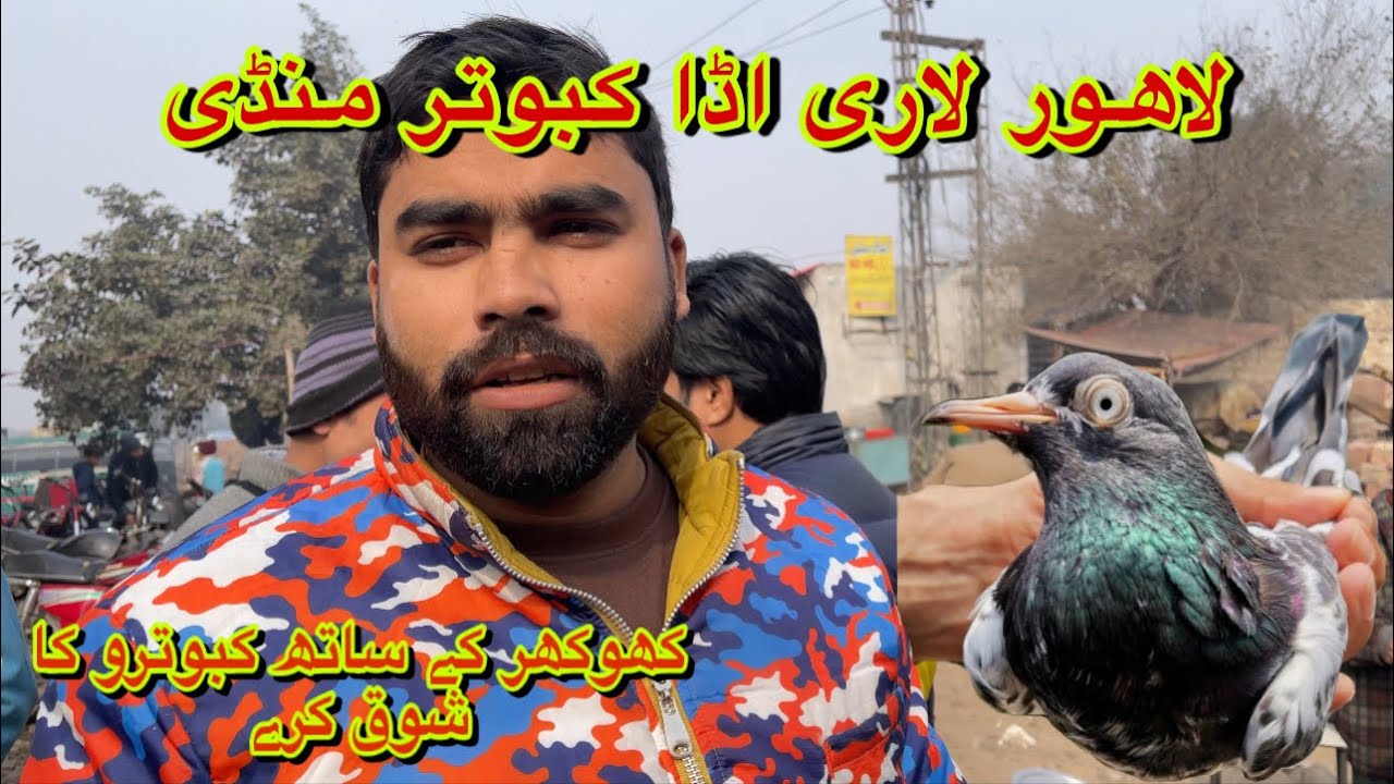 لاھور لاری اڈا کبوتر منڈی-Lahore Lari Adda Kabootar Mandi Latest Update 2023 #kabootar #pigeon