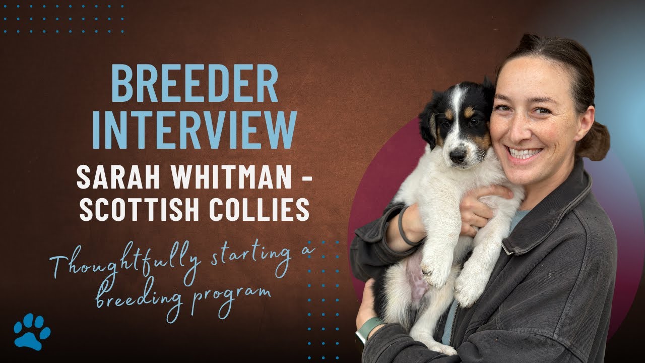 12 Days of Breeders 2025 - Day 8 - Sarah Whitman of Bonnie Brae Collies