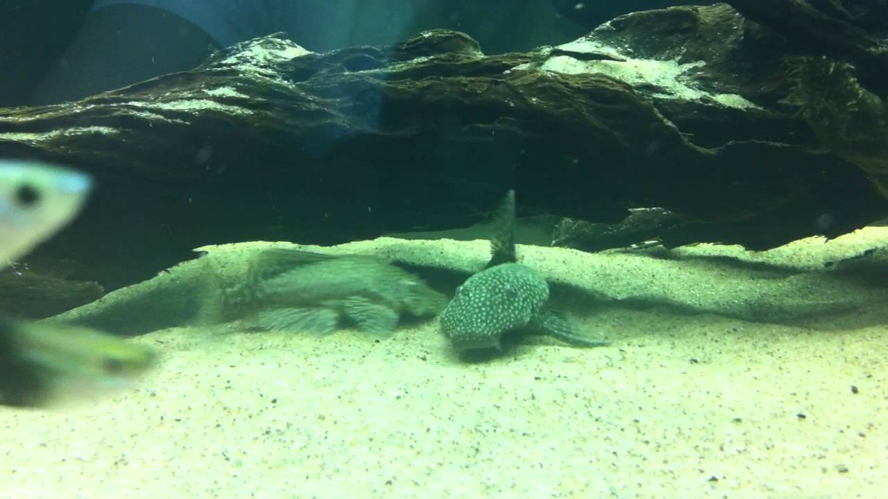 Ancistrus bristlenose females fighting