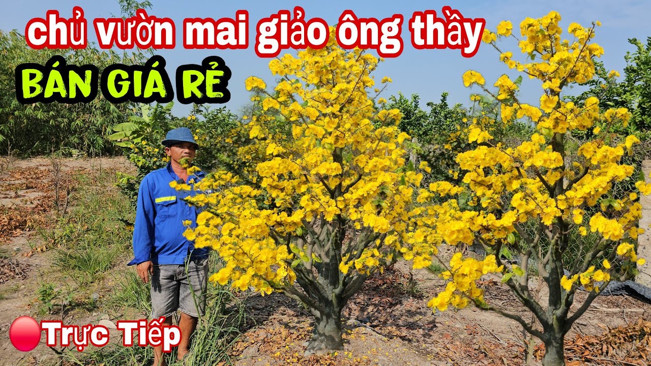 Vườn Mai Bán Giá Rẻ Giảo