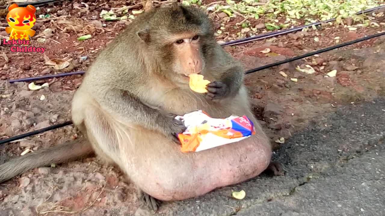 Monkey Eat so much fat