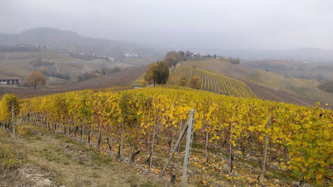 LANGHE , MONCHIERO ANELLO 2025