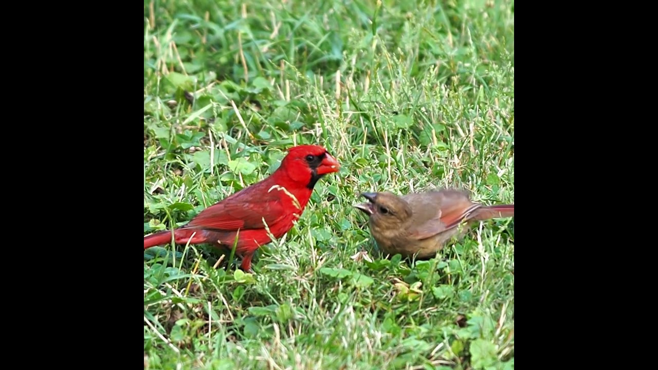 Juvenile Northern Cardinal Waiting For Food - Baby Cardinal Sounds - #shorts