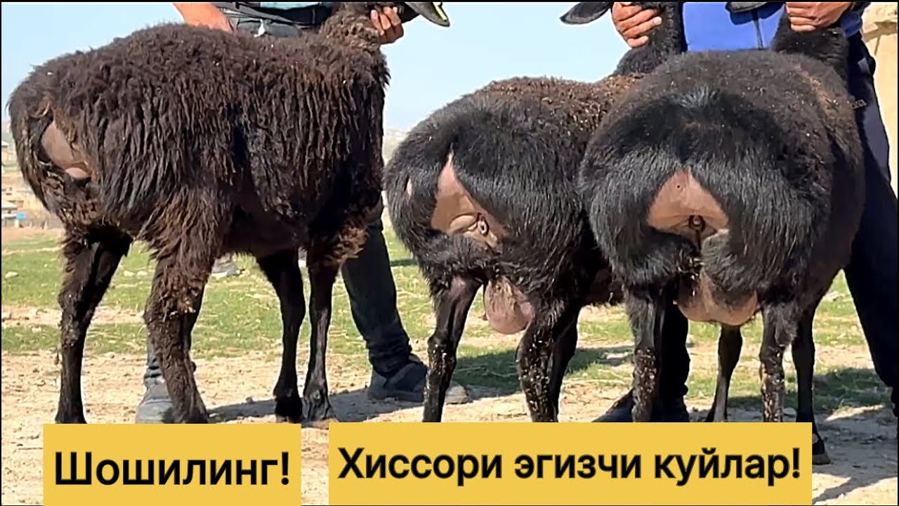Хиссори эгизчи бугоз куйлар! 883369525☎️ 939339429☎️