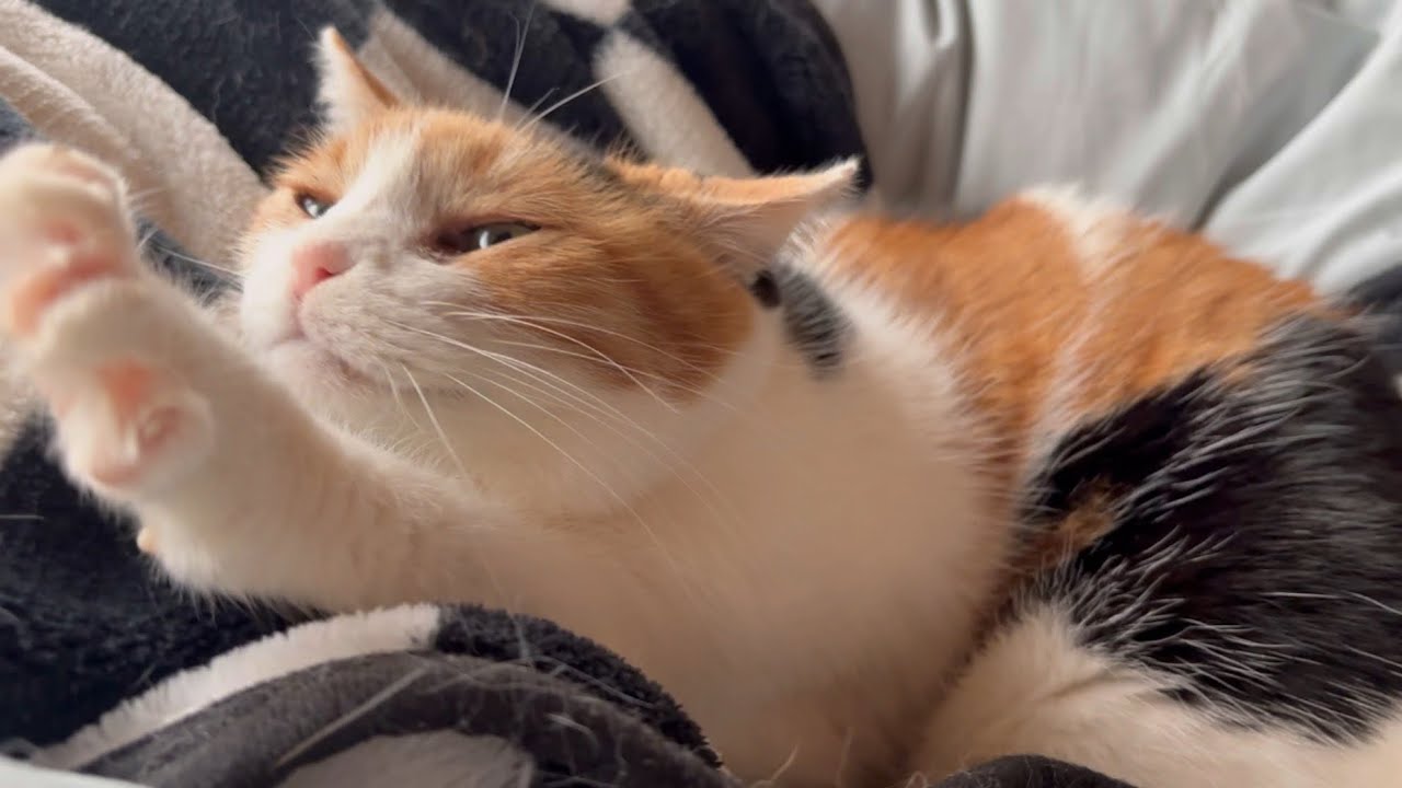 【三毛猫】ミケと一緒に迎える朝（2025年2月13日）