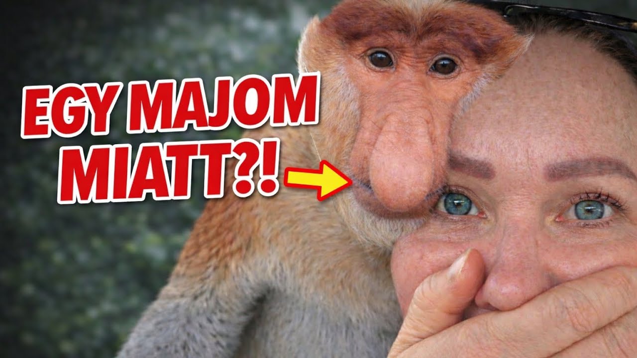 Egy majom miatt mentünk Borneóra… MEGÉRTE?