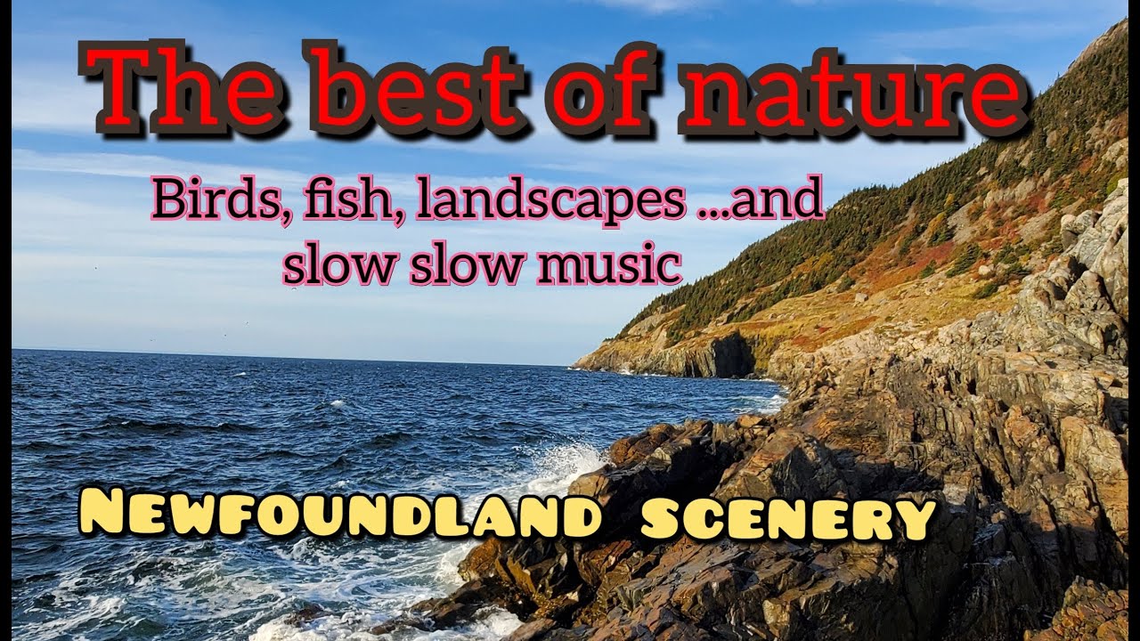 The best of nature...birds,fish and slow slow music