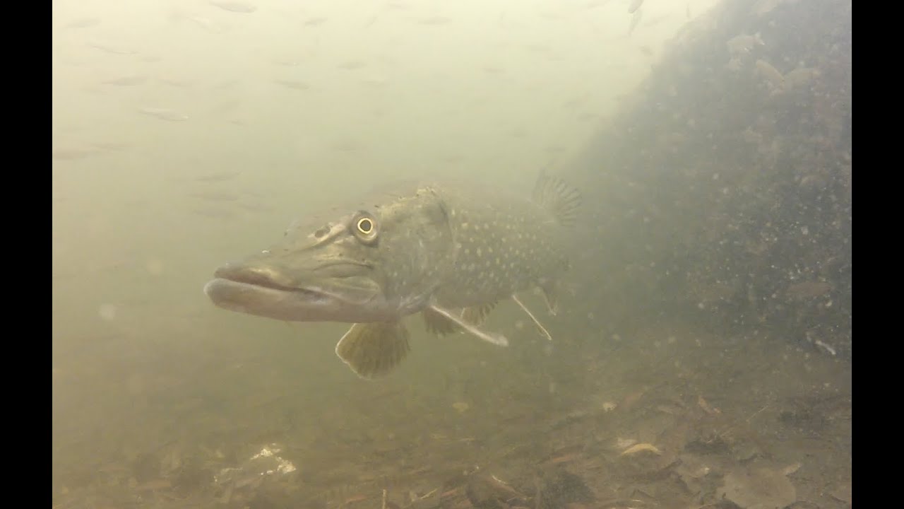 Pike fishing wobbling dead baits at Farlows Lake