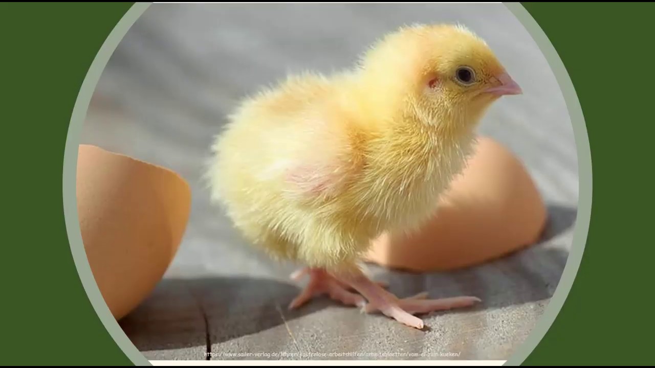 Fortpflanzung der Vögel Teil 1