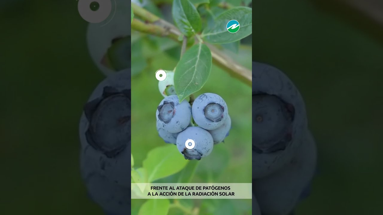 NUFILM - Coadyuvante, protectante de insumos agrícolas
