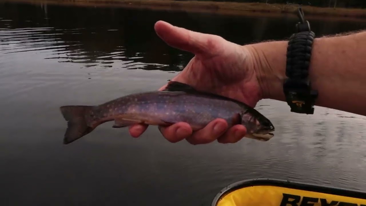 Autum Brook Trout Pond Fishing