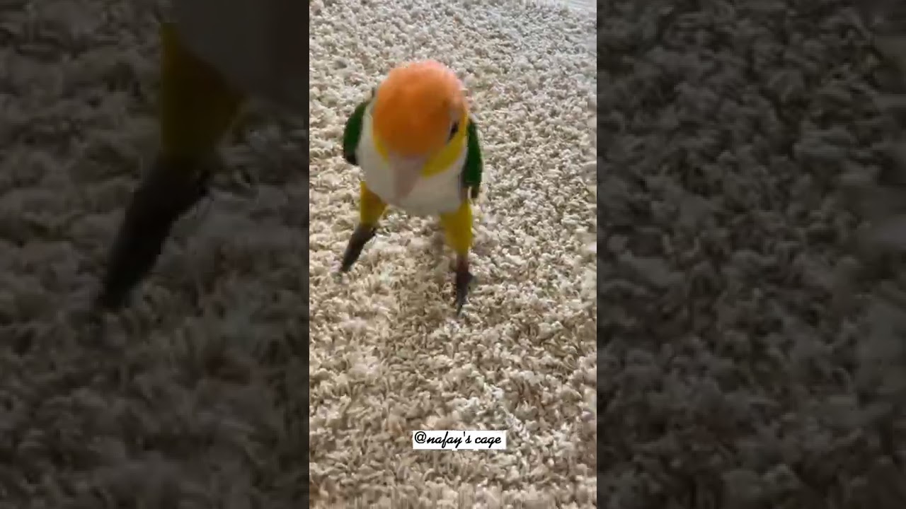 She loves doing exercise 😅 #shorts #birds #parrot #caique