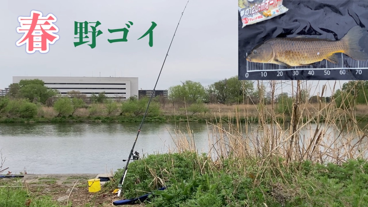 流れに乗って走る野鯉！鯉釣り並み鯉［4月］
