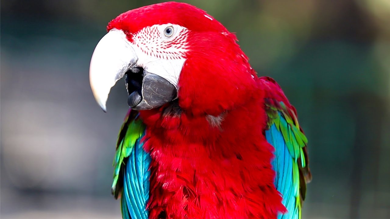 Scarlet macaw Natural  sounds